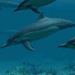 3PlaneSoft Dolphins 3D Screensaver 11% OFF